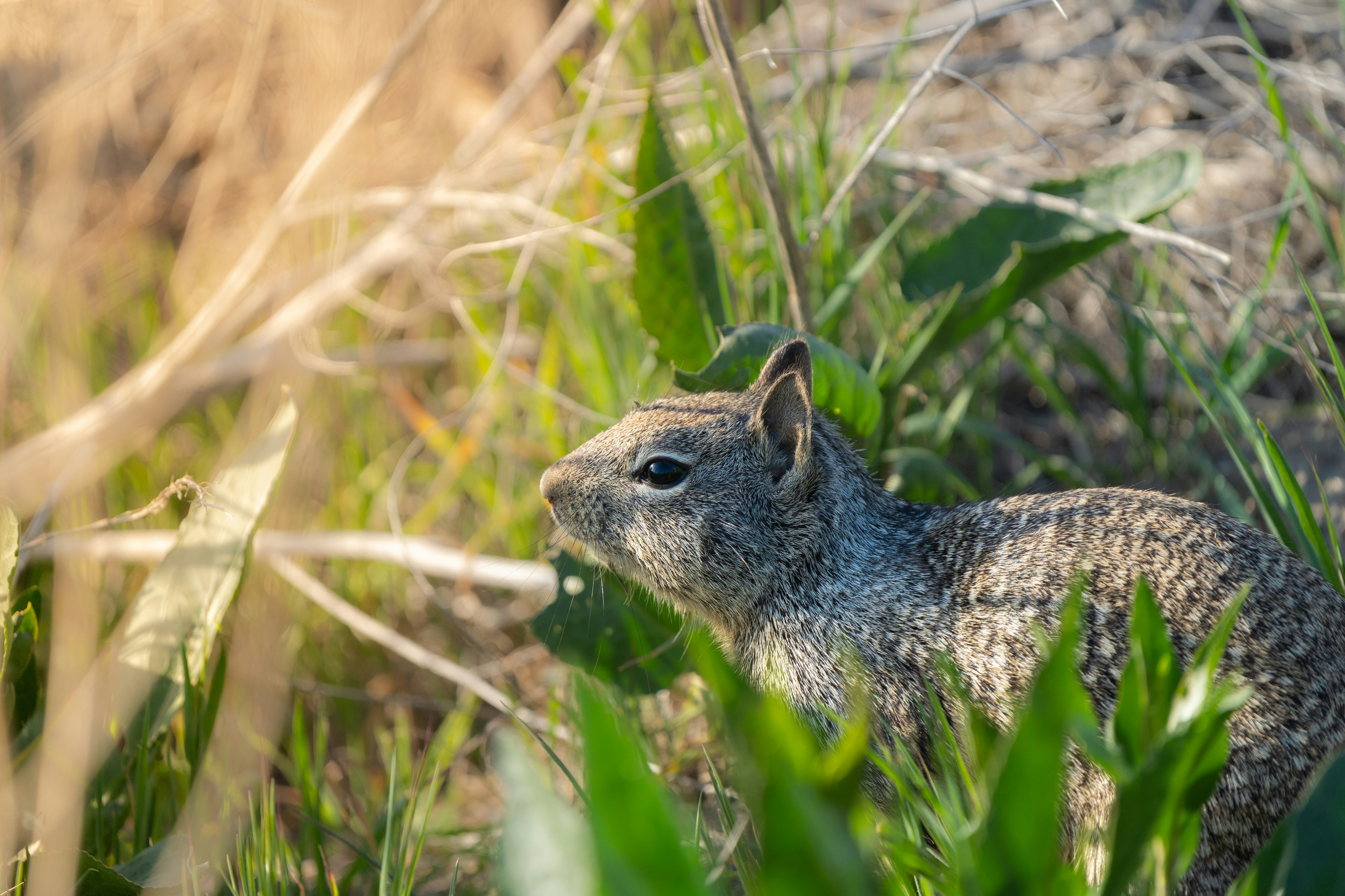 brown and white squirrel on green grass during daytime